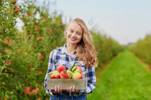 女人采摘苹果采用果园或向农场