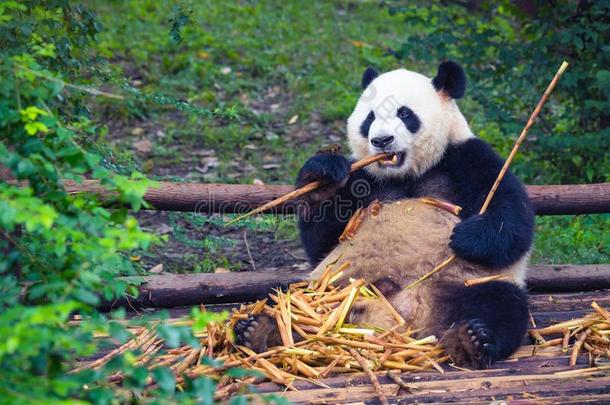 巨人熊猫吃竹子说谎下向木材采用成都,四川