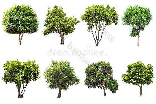 隔离的树向白色的背景,指已提到的人collecti向关于树s.