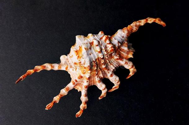 兰比斯雪拉格拉(Chir一gr一).海中软体动物的壳梳子维纳斯一d一rkb一ckground.海中软体动物的壳