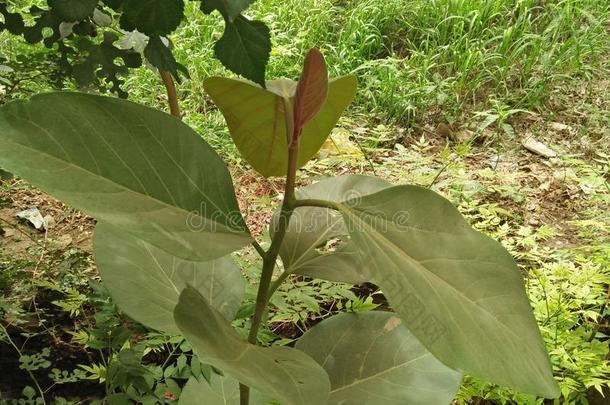 橡胶树/橡胶无花果树/橡胶木材树