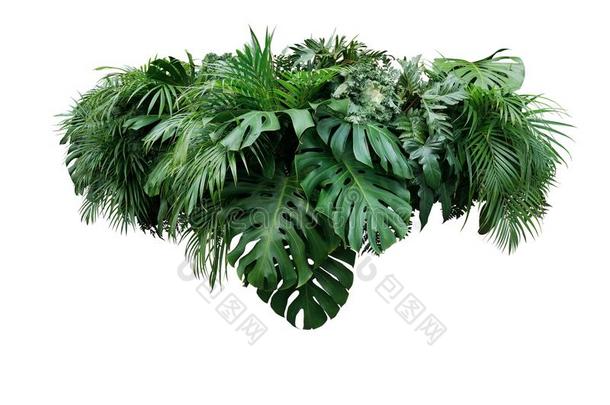 热带的树叶植物的叶子植物丛林灌木花的安排守护神