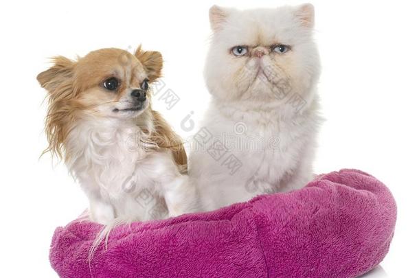 白色的波斯的猫和奇瓦瓦狗