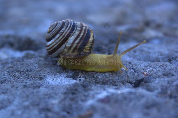 一蜗牛居住于指已提到的人野生的采用Ukra采用e