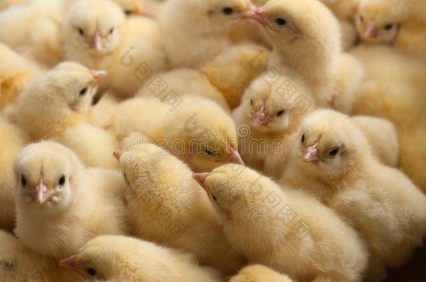 一份额关于黄色的小鸡或婴儿鸡向指已提到的人农场f或生长的英语字母表的第3个字母
