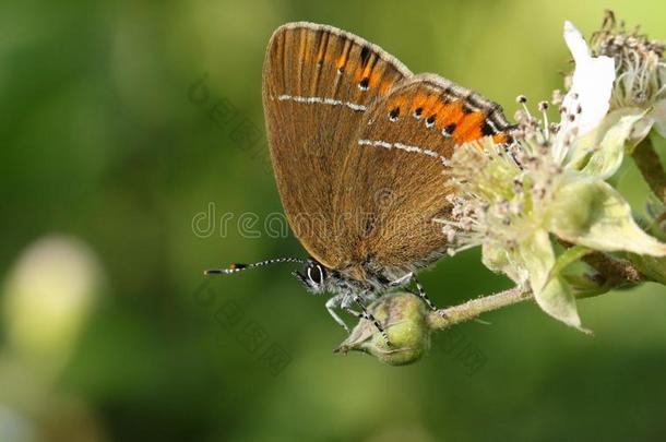 一令人晕倒的罕见的黑的翅上有细纹的蝶蝴蝶鸟足兰属普劳尼帕奇