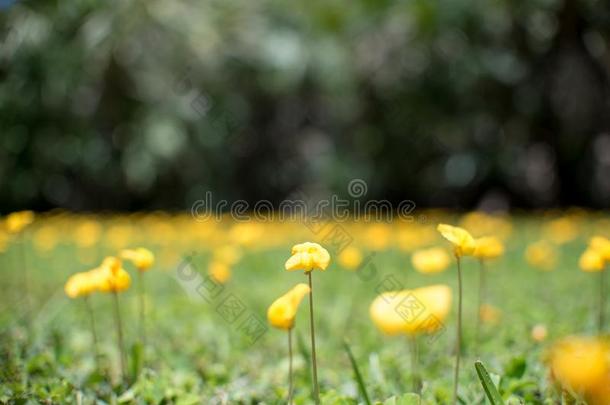 终年的花生也黄色的落花生平托伊花