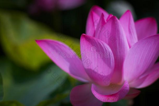 莲花花从观世音地区,桃园,台湾.