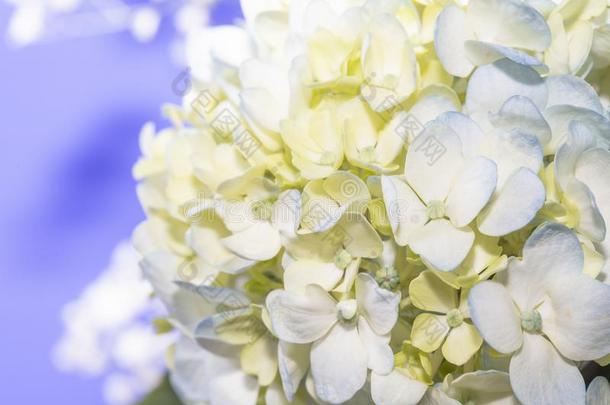 白色的和蓝色八仙花属花束