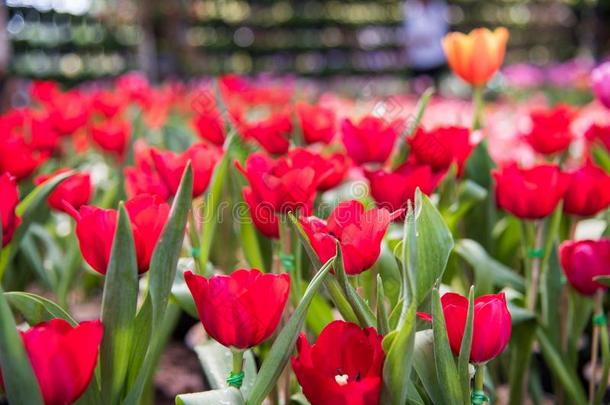 影像关于红色的郁金香花.美丽的郁金香花束富有色彩的我