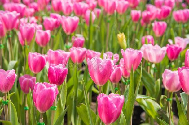 影像关于粉红色的郁金香花.美丽的郁金香花束富有色彩的