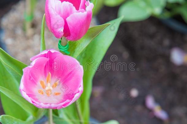 影像关于粉红色的郁金香花.美丽的郁金香花束富有色彩的