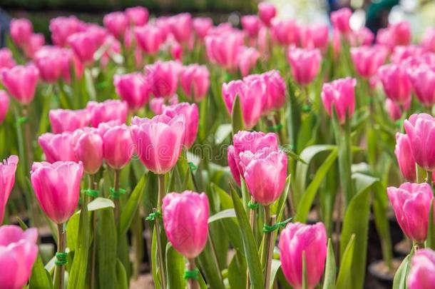 影像关于粉红色的郁金香花.美丽的郁金香花束富有色彩的