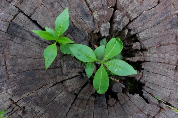 <strong>植物</strong>生长的通过关于树干关于树<strong>树桩</strong>