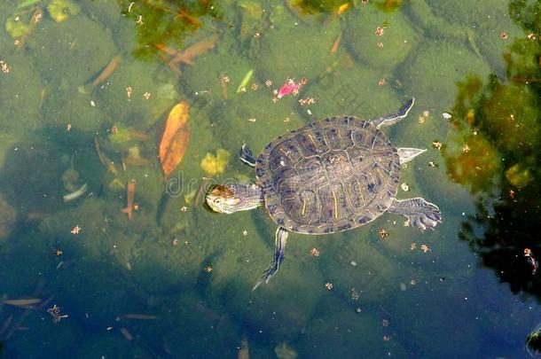 乌龟在近处池塘