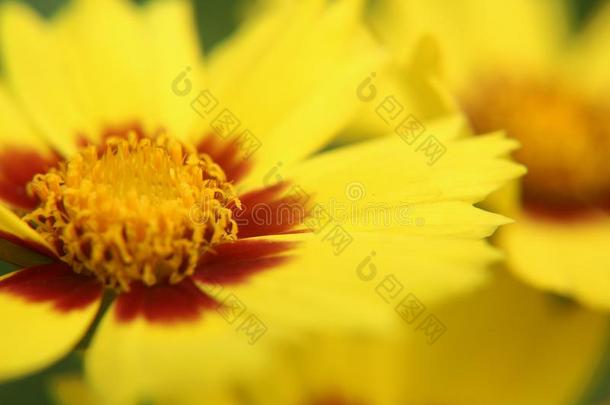 黄色的阳光之吻花-金鸡菊大花蔷薇