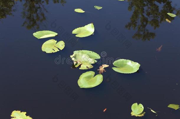 水植物