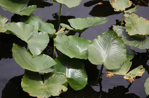 水植物