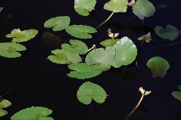 水植物