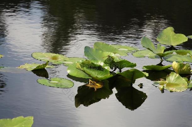 水植物