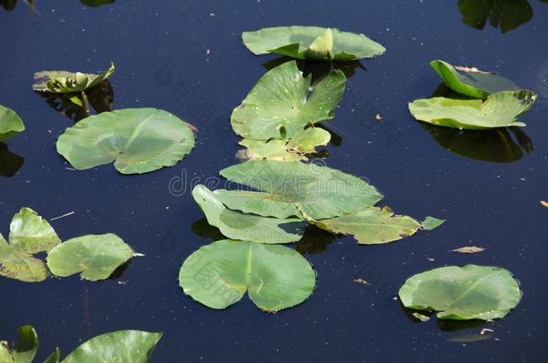 水植物