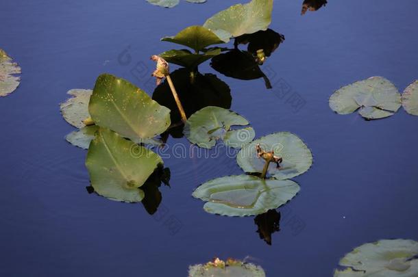 水植物