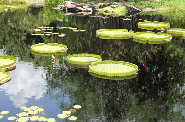 水植物