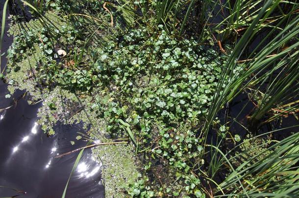 水植物