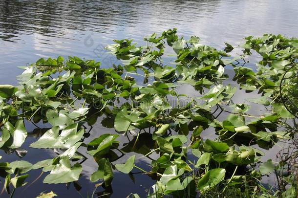 水植物