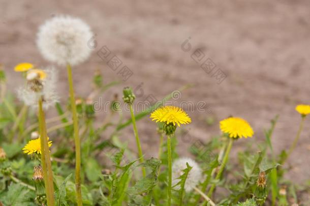 蒲公英.黄色的花.开花蒲公英.