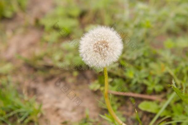 蒲公英.黄色的花.开花蒲公英.