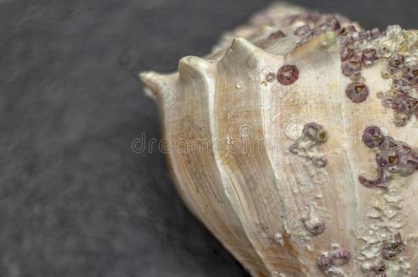 干的干燥的巨大的海壳.软的表面里面的,粗糙的和织地粗糙的