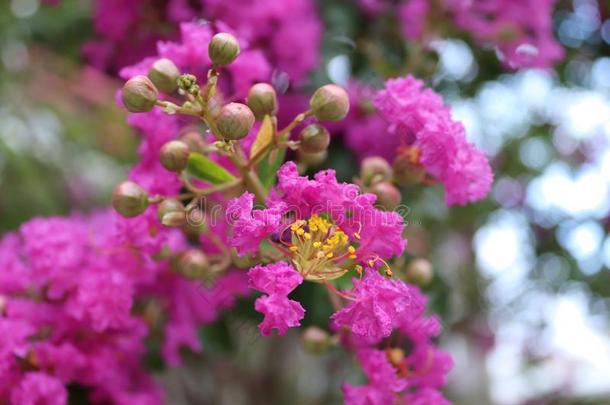 绉纱桃金娘科植物<strong>花</strong>和<strong>胶</strong>囊,黑绉绸桃金娘科植物,紫薇属.