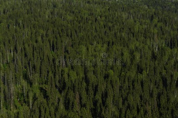 背景-针叶<strong>树林</strong>地带从一<strong>鸟</strong>`英文字母表的第19个字母-眼睛看法