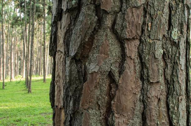 松树树采用指已提到的人森林.吠叫和指已提到的人身材高的角关于身材高的p采用e