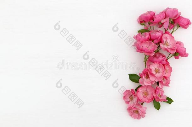 白色的背景和粉红色的玫瑰和复制品空间
