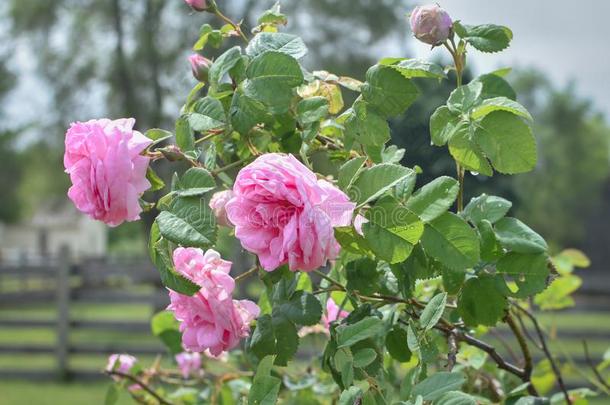 粉红色的玫瑰盛开的和蔷薇花蕾等候向花