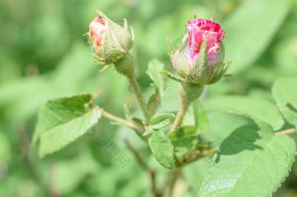 两个粉红色的<strong>蔷薇花</strong>蕾获得准备好的向敞开的