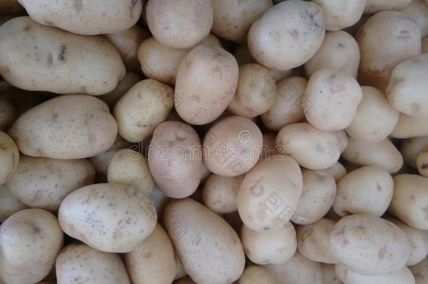 马铃薯,普通的马铃薯,infraredimagingseekerhe红外成像自动寻的弹头马铃薯或白色的马铃薯