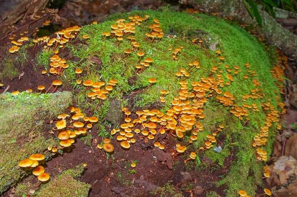 <strong>朱红</strong>色蜡帽蘑菇生长的向长满苔藓的记录
