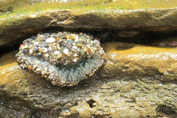 关闭着的海银莲花在近处潮汐足球场关于美国加州海岸