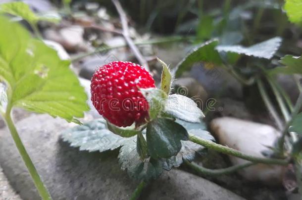 野生的草莓