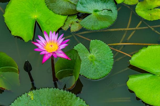 莲花粉红色的水小滴<strong>粘贴</strong>花和树叶.后的指已提到的人rain雨