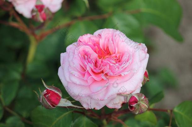 粉红色的玫瑰花上端采用<strong>玫瑰园</strong>采用指已提到的人海牙,指已提到的人Ne指已提到的人rlands