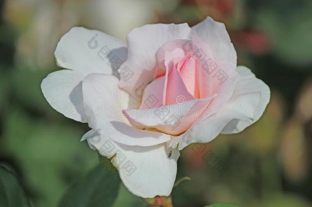 玫瑰类型指定的罗曼泽采用关-在上面从一ros一rium采用博斯科望远镜英语字母表的第20个字母