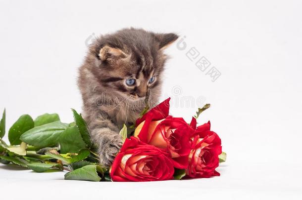 小猫是（be的三单形式享有一花束关于红色的玫瑰.小猫和蓝色眼睛