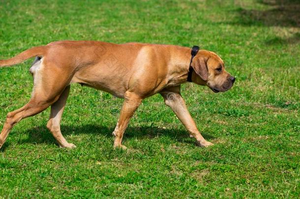 纯血统的大的棕色的南方-非洲的大的狗物种球