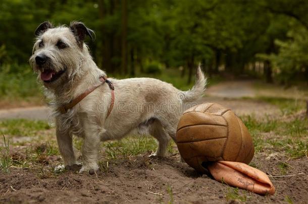 狗和足球.