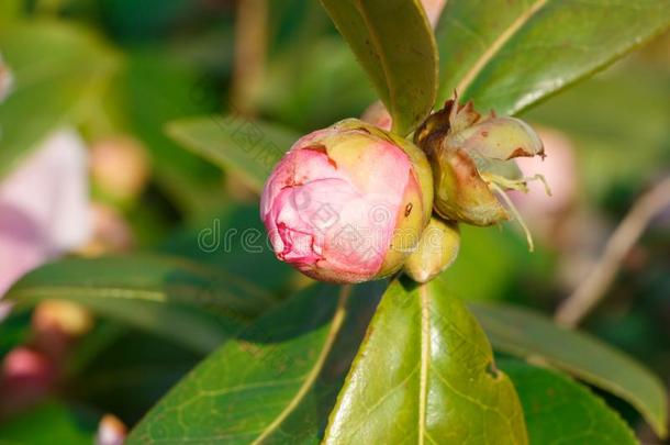 芽关于粉红色的山茶花