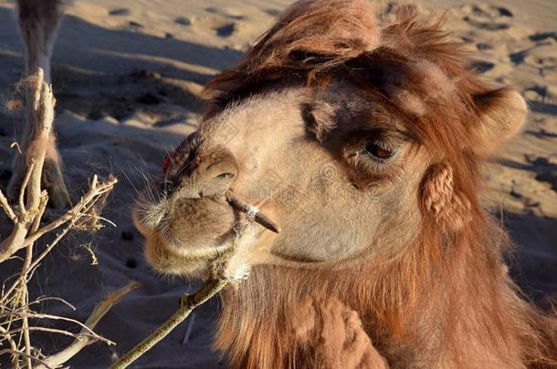 迷人的骆驼采用指已提到的人沙漠.